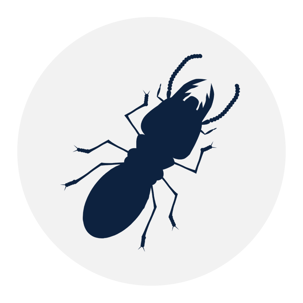 clothes-moths-carpet-beetles